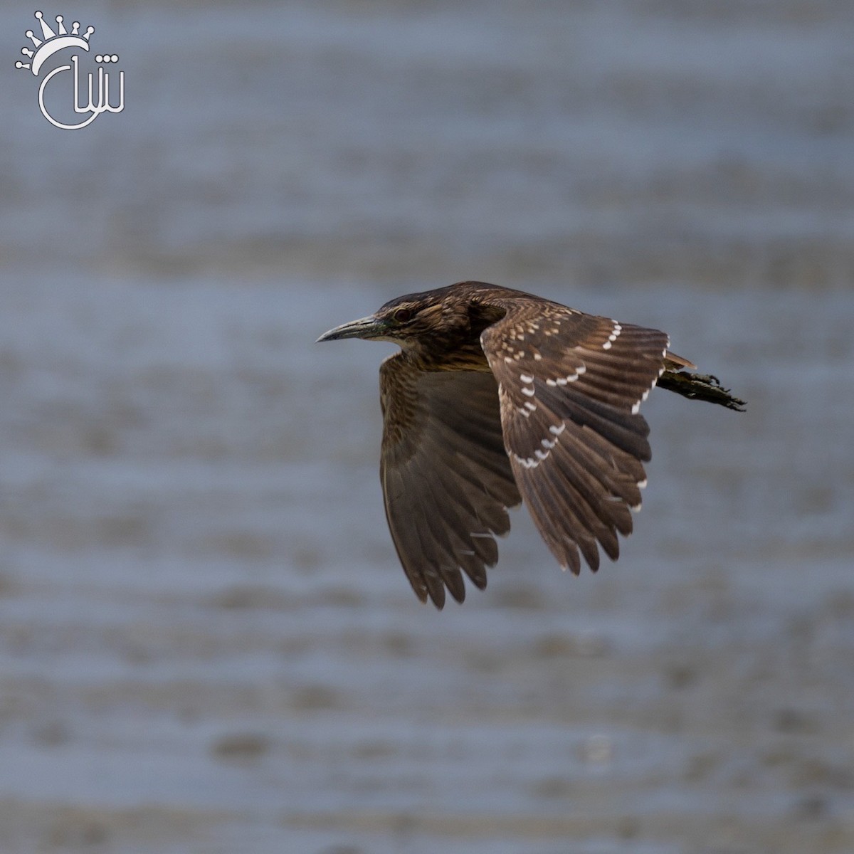 Black-crowned Night Heron (Eurasian) - ML620004900