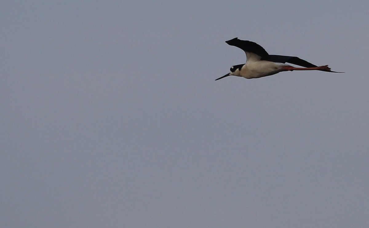 Black-necked Stilt (Black-necked) - ML620004911