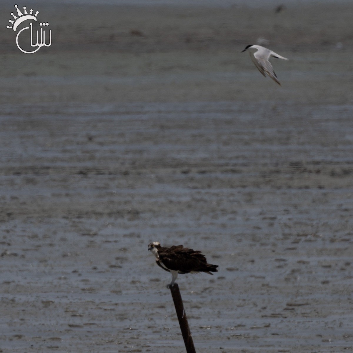 Osprey (Eurasian) - ML620004912