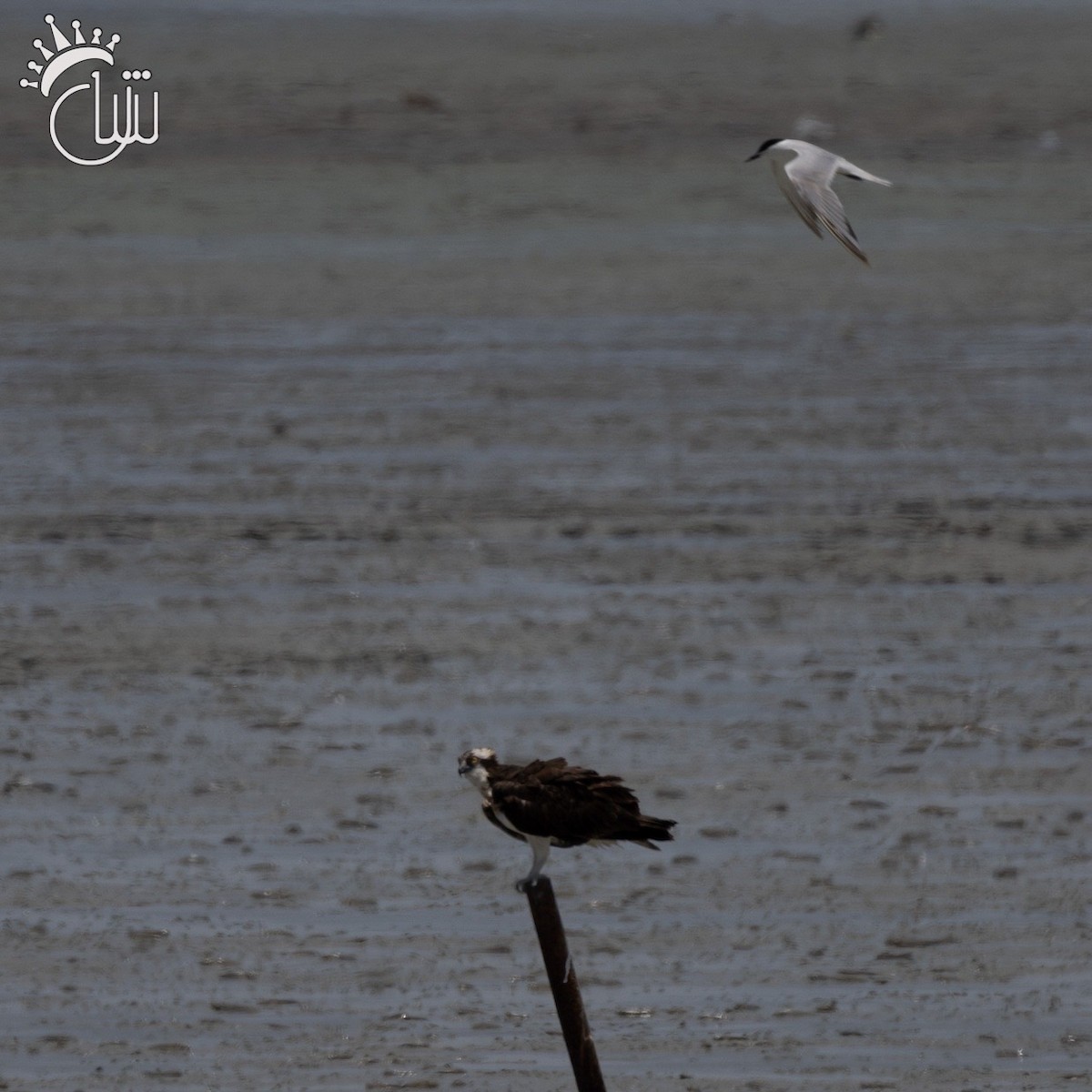 Águila Pescadora (haliaetus) - ML620004912