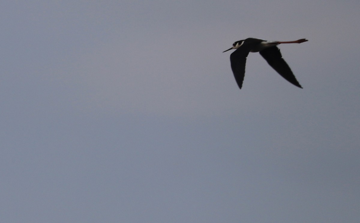 Black-necked Stilt (Black-necked) - ML620004916