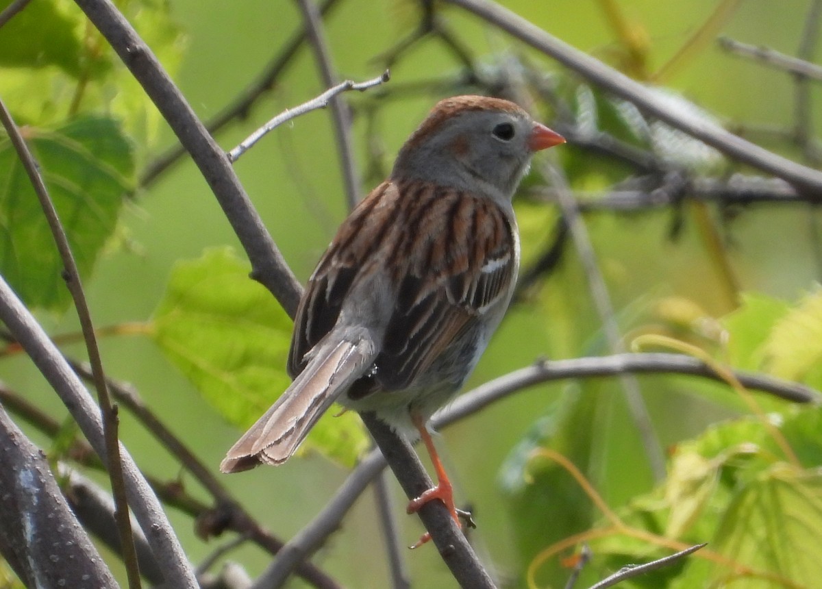 Field Sparrow - ML620004926