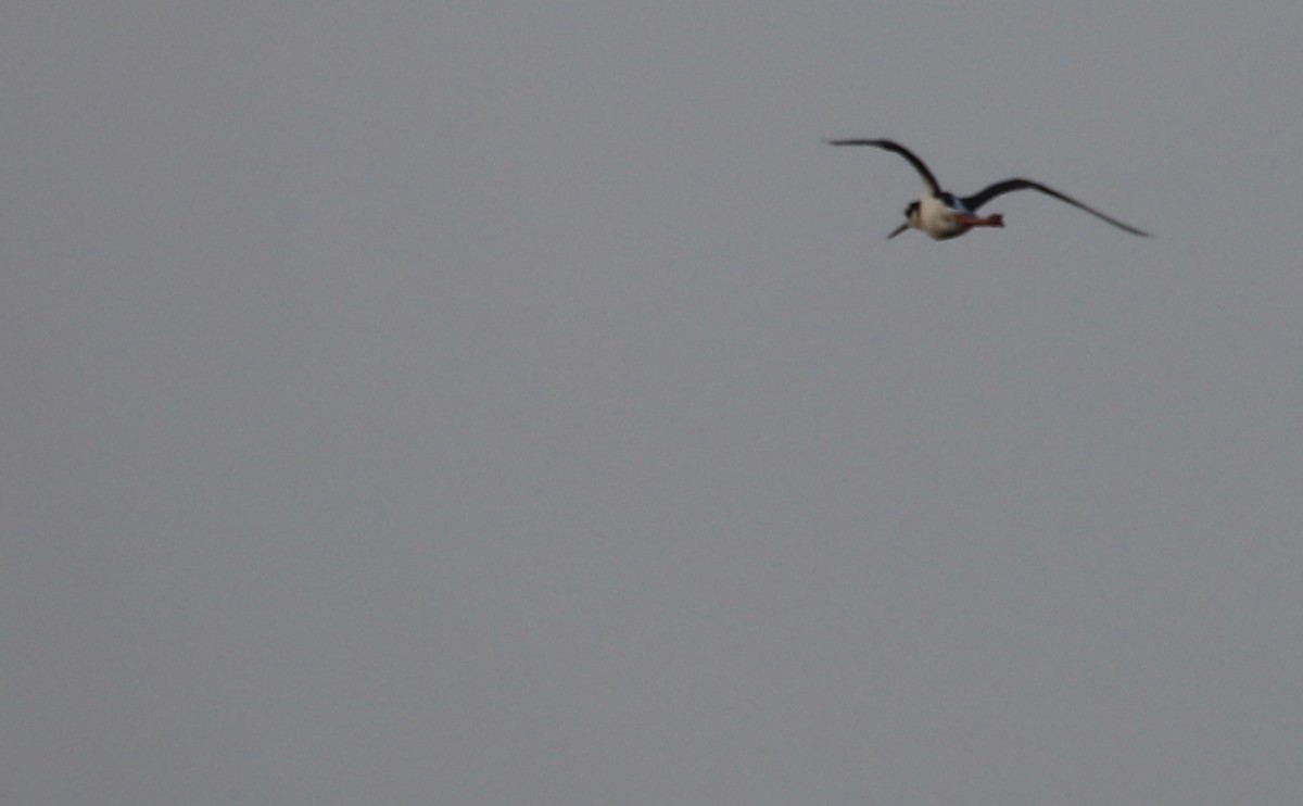 Black-necked Stilt (Black-necked) - ML620004928