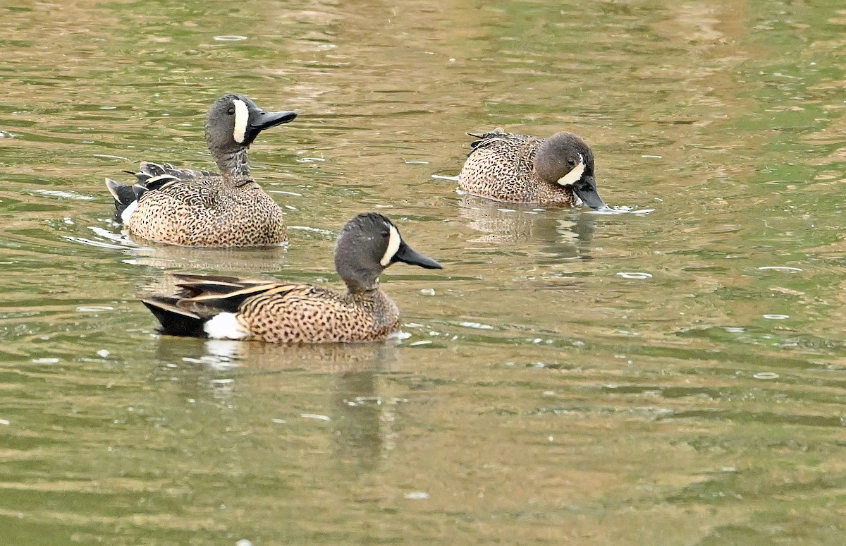 Blue-winged Teal - ML620004931