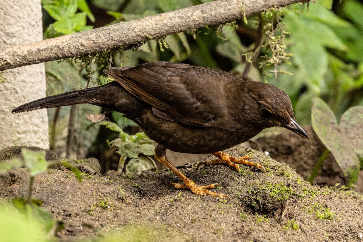 Glossy-black Thrush - ML620004934