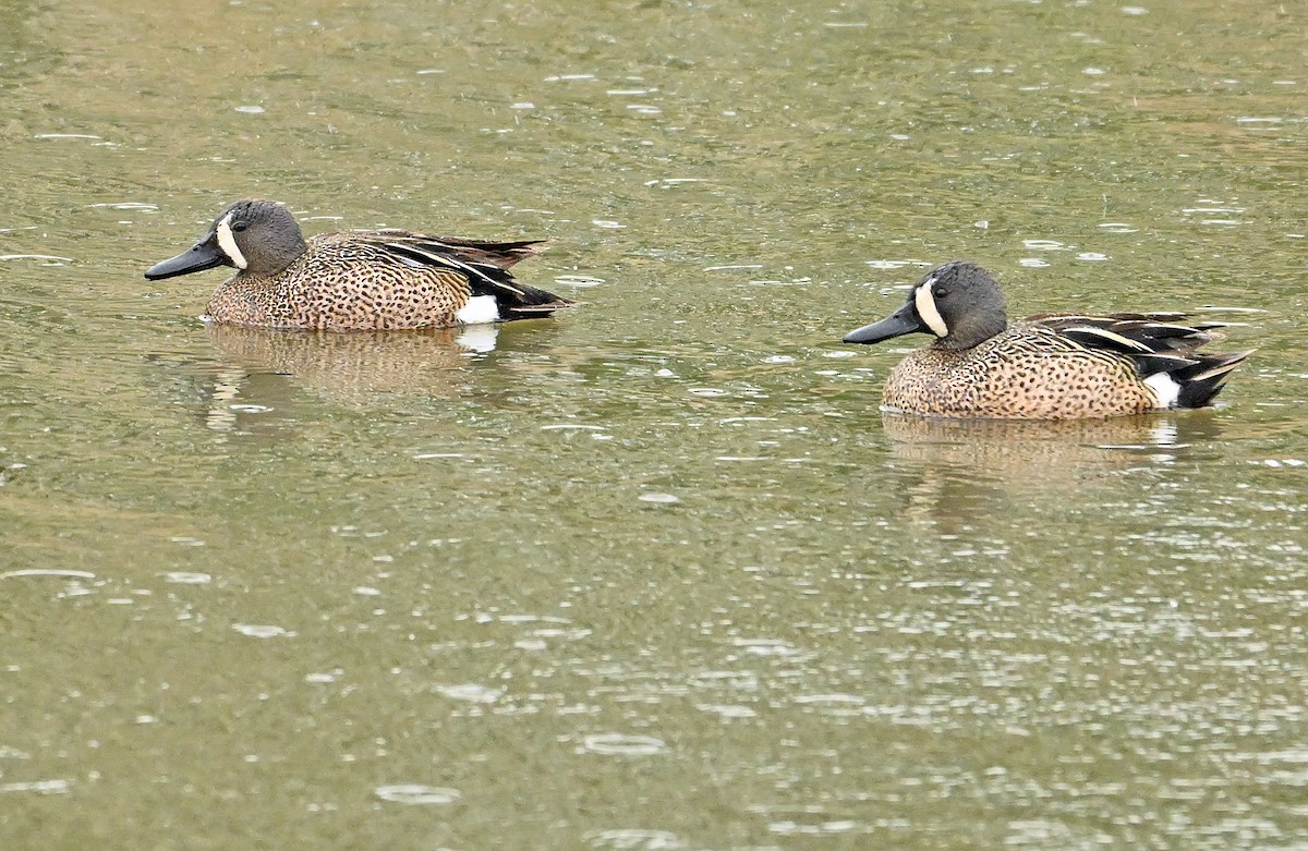 Blue-winged Teal - ML620004935