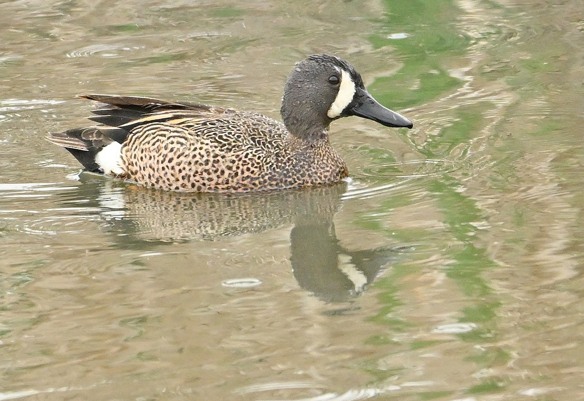 Blue-winged Teal - ML620004941