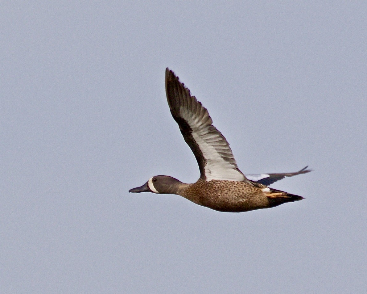 Blue-winged Teal - ML620004957