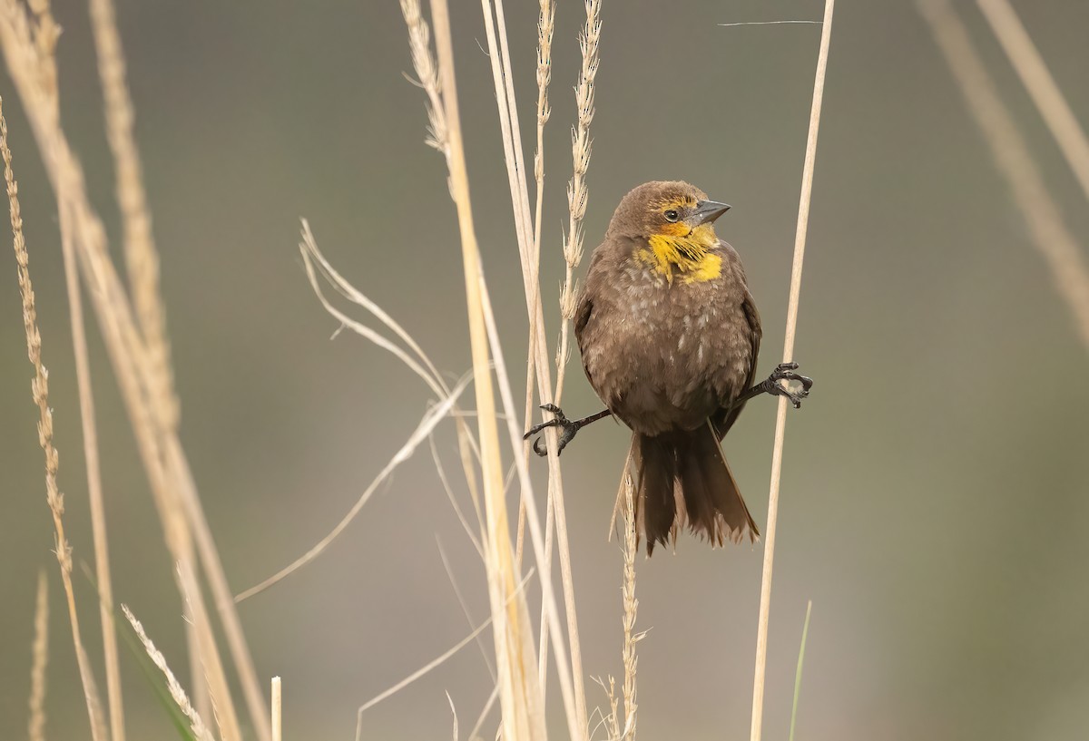 Yellow-headed Blackbird - ML620004965