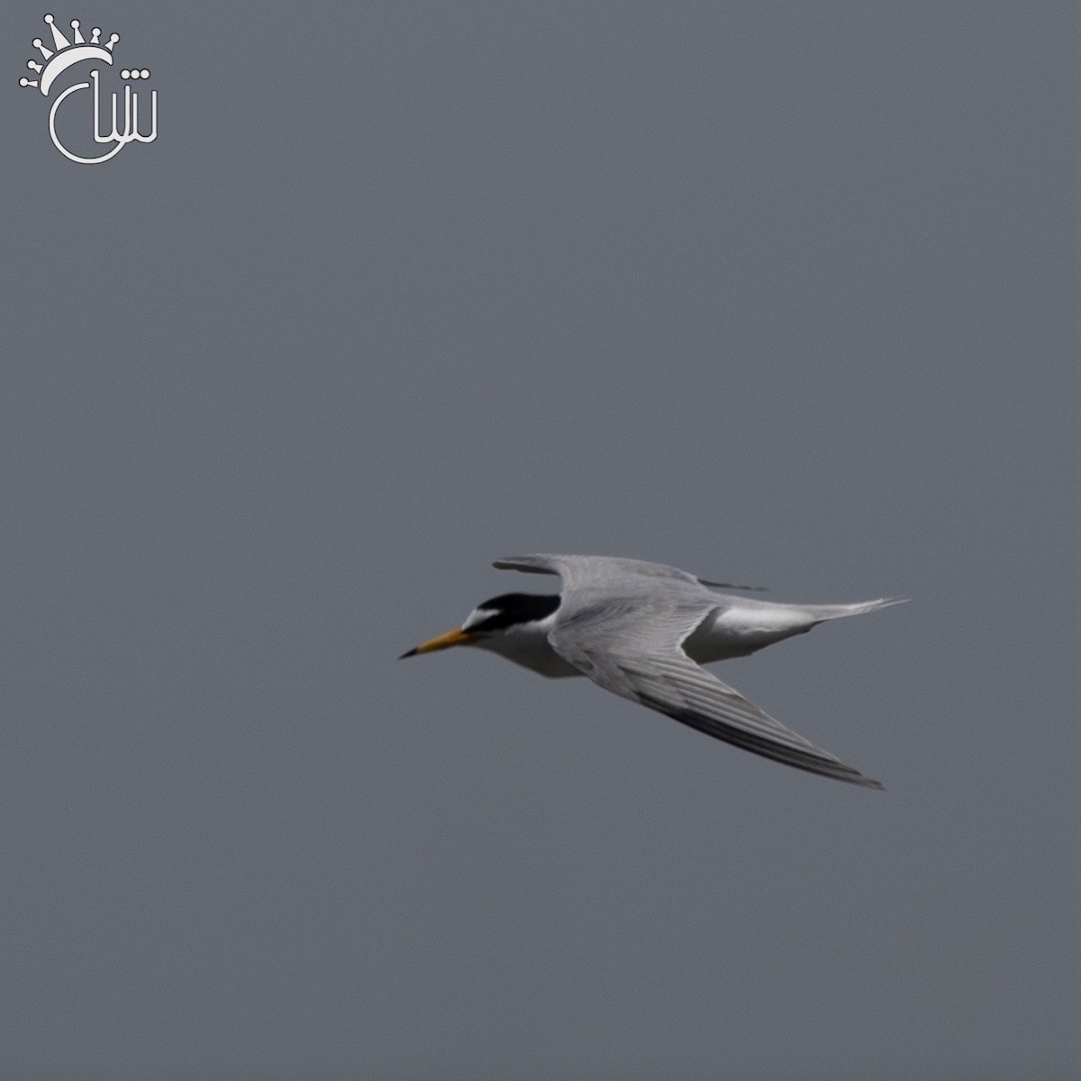 Little Tern - ML620004971