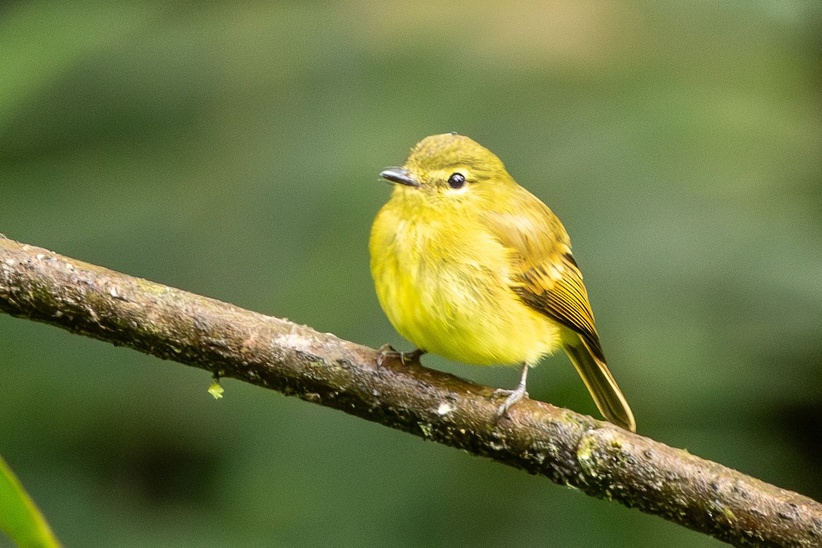 Flavescent Flycatcher - ML620004983