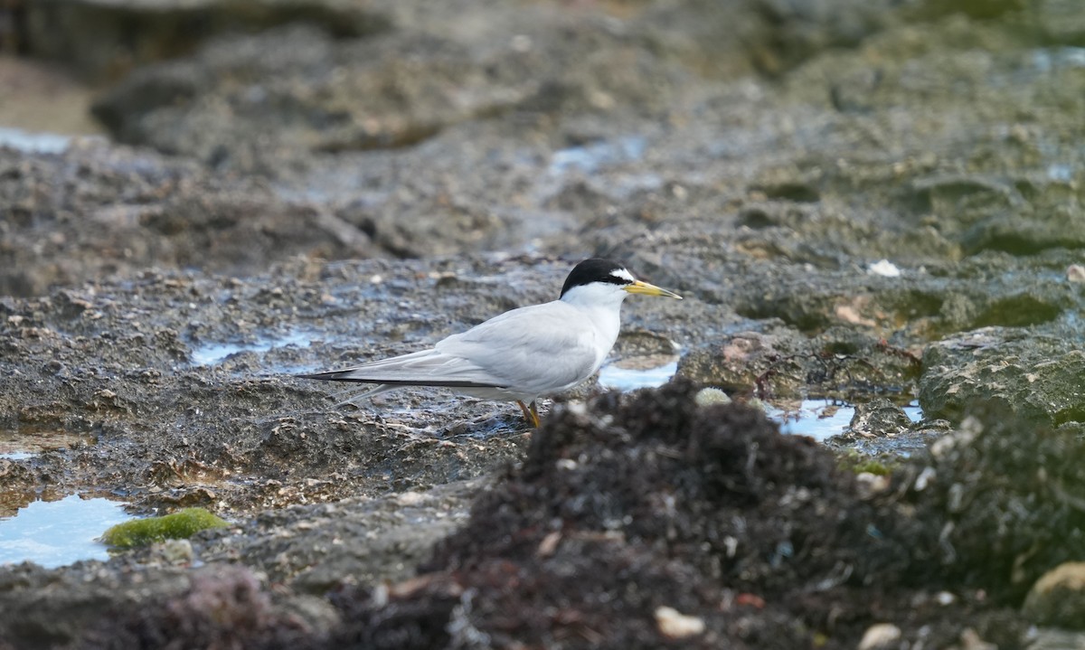 Least Tern - ML620004986