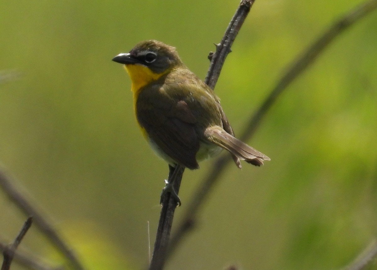Yellow-breasted Chat - ML620004987