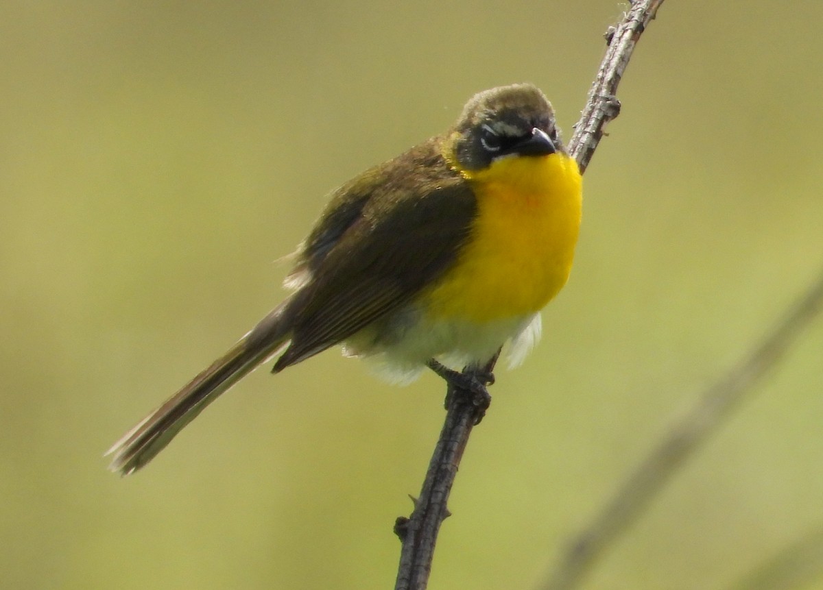 Yellow-breasted Chat - ML620004988