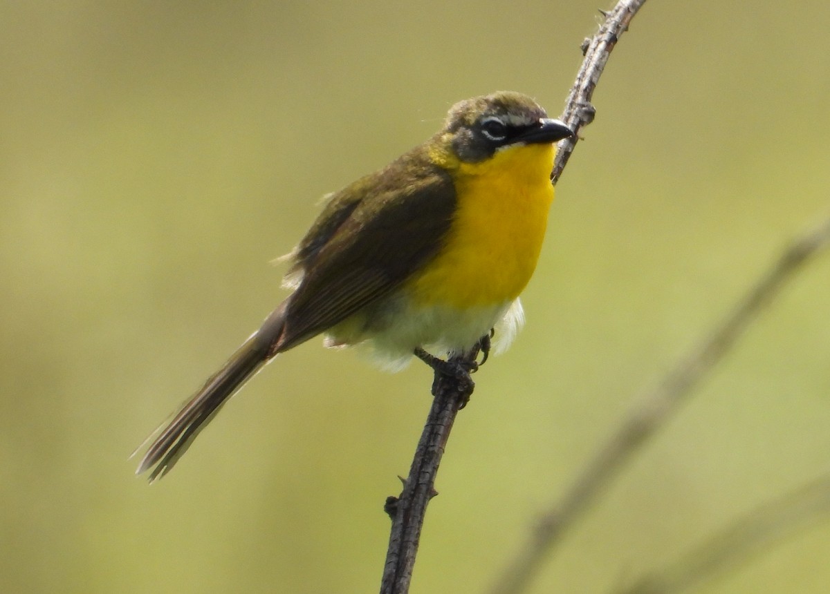 Yellow-breasted Chat - ML620004989