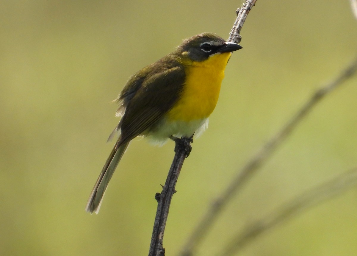 Yellow-breasted Chat - ML620004990