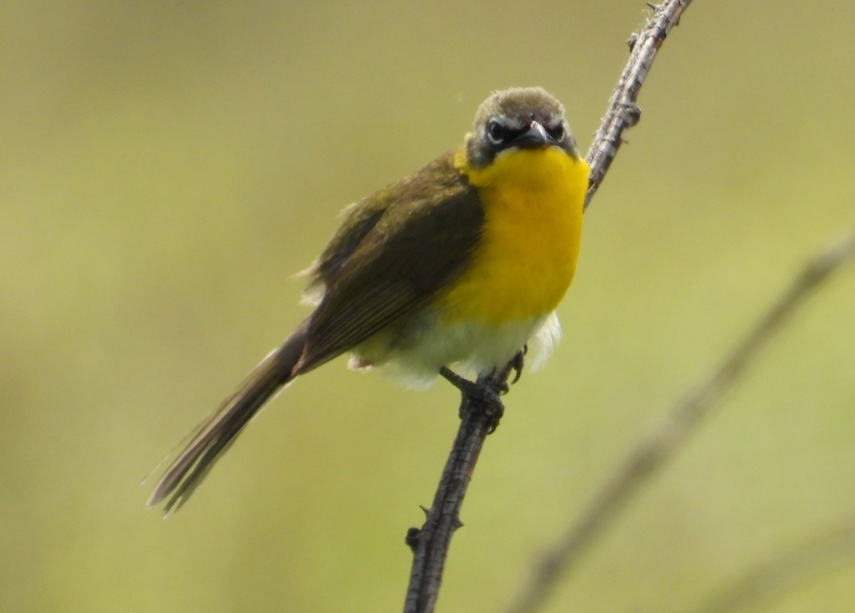 Yellow-breasted Chat - ML620004991