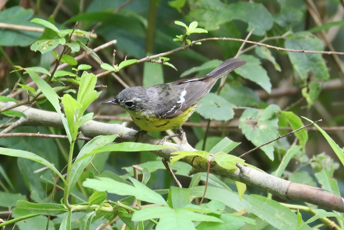 Magnolia Warbler - ML620004993