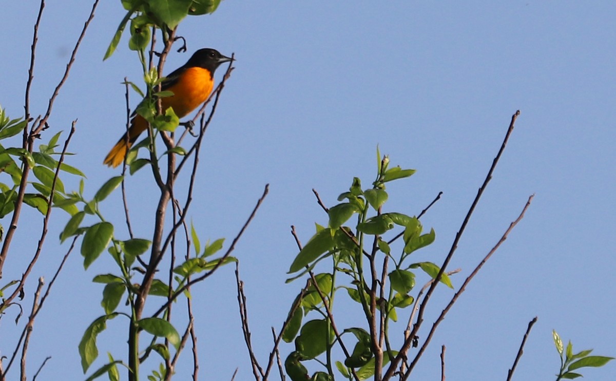 Baltimore Oriole - ML620004994