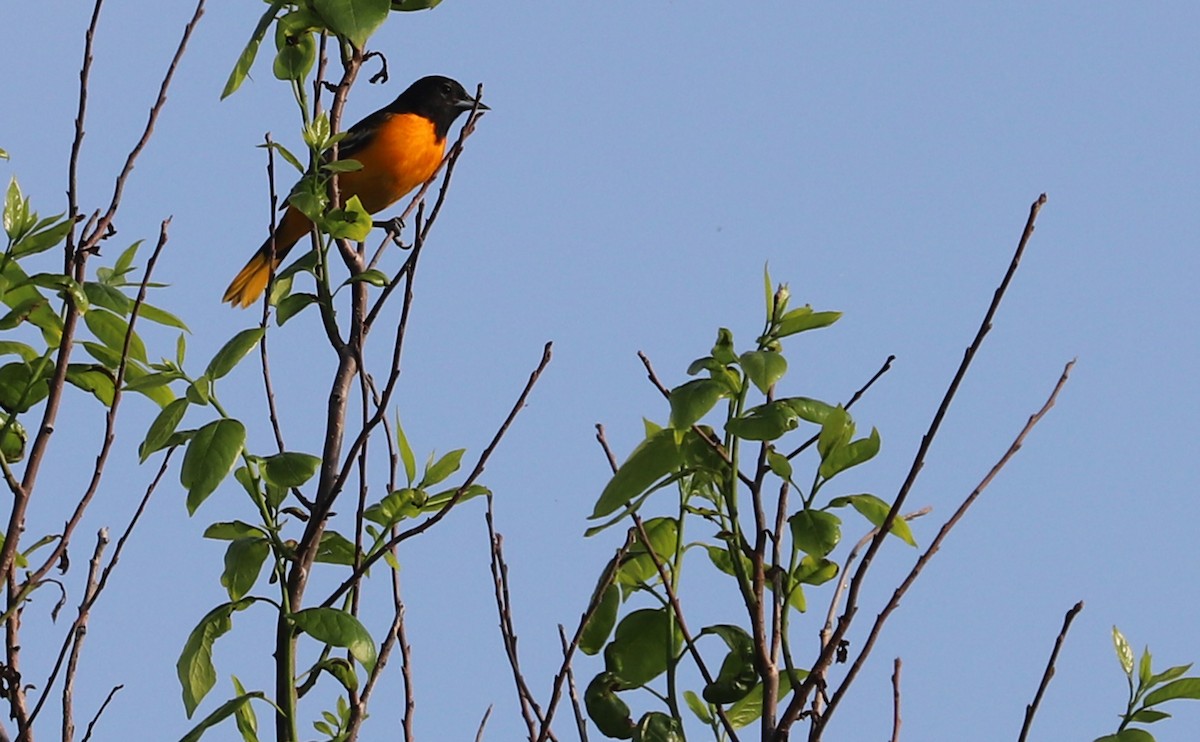 Baltimore Oriole - ML620005003