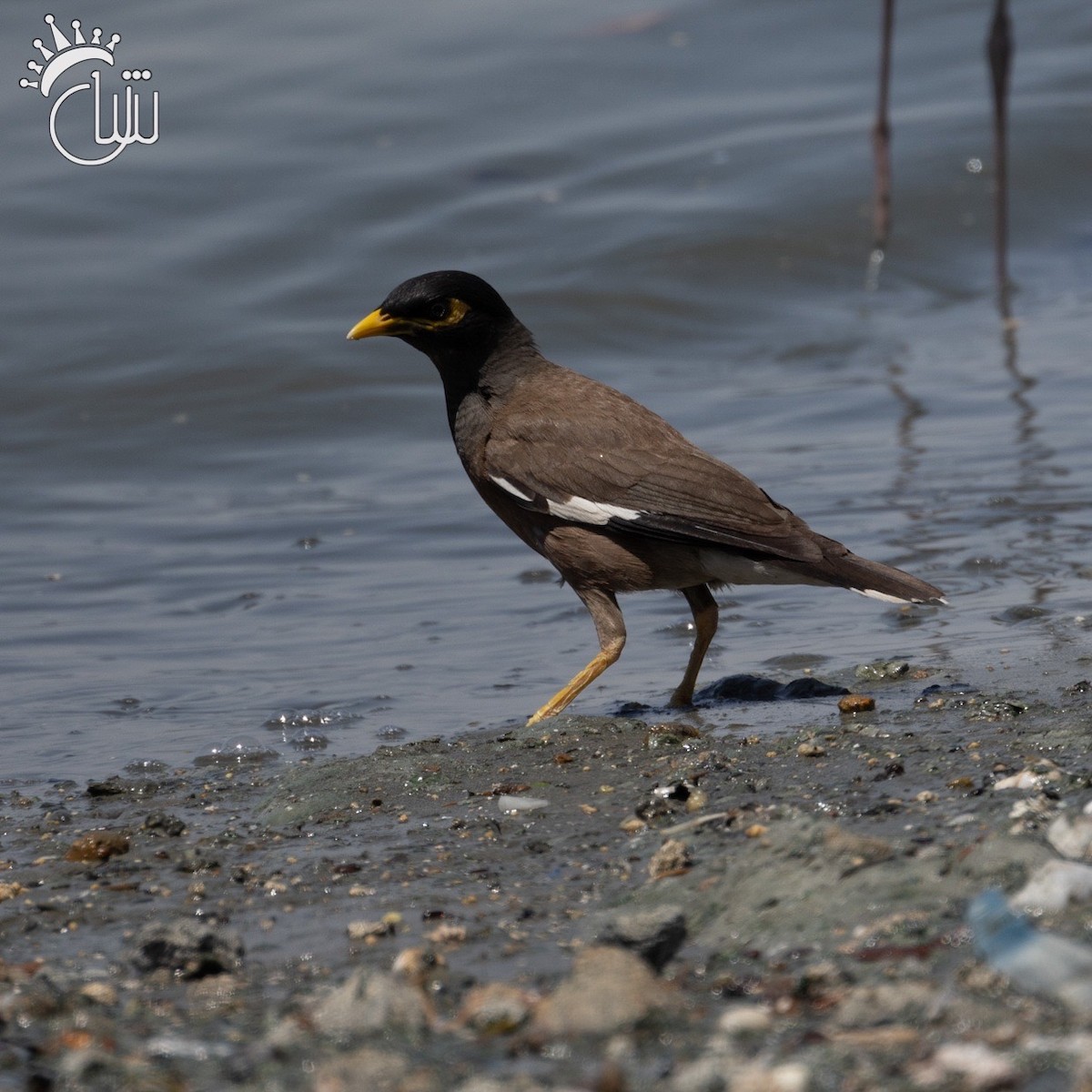 Common Myna - ML620005008