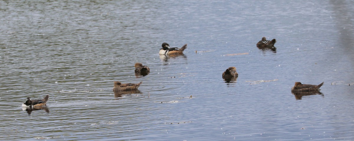 Hooded Merganser - ML620005015