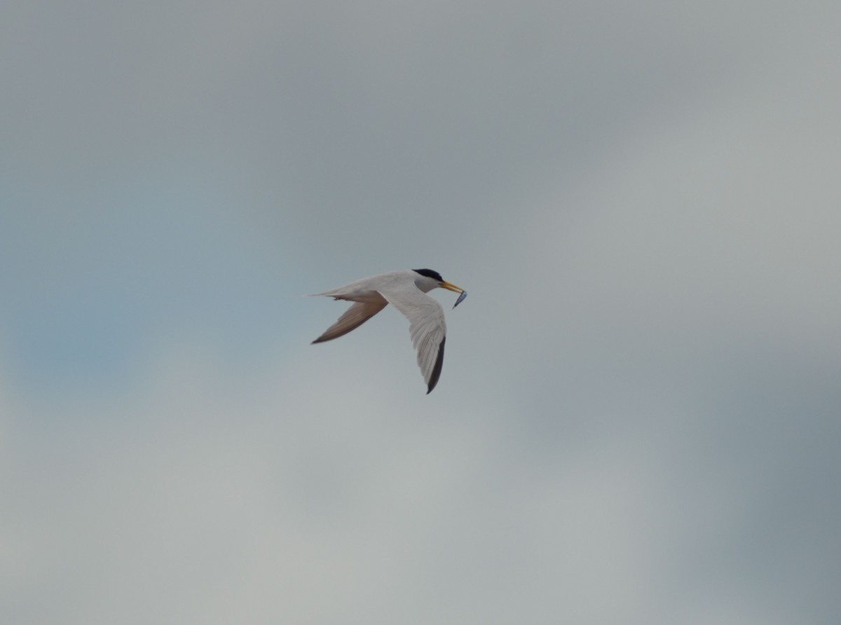 Least Tern - ML620005022