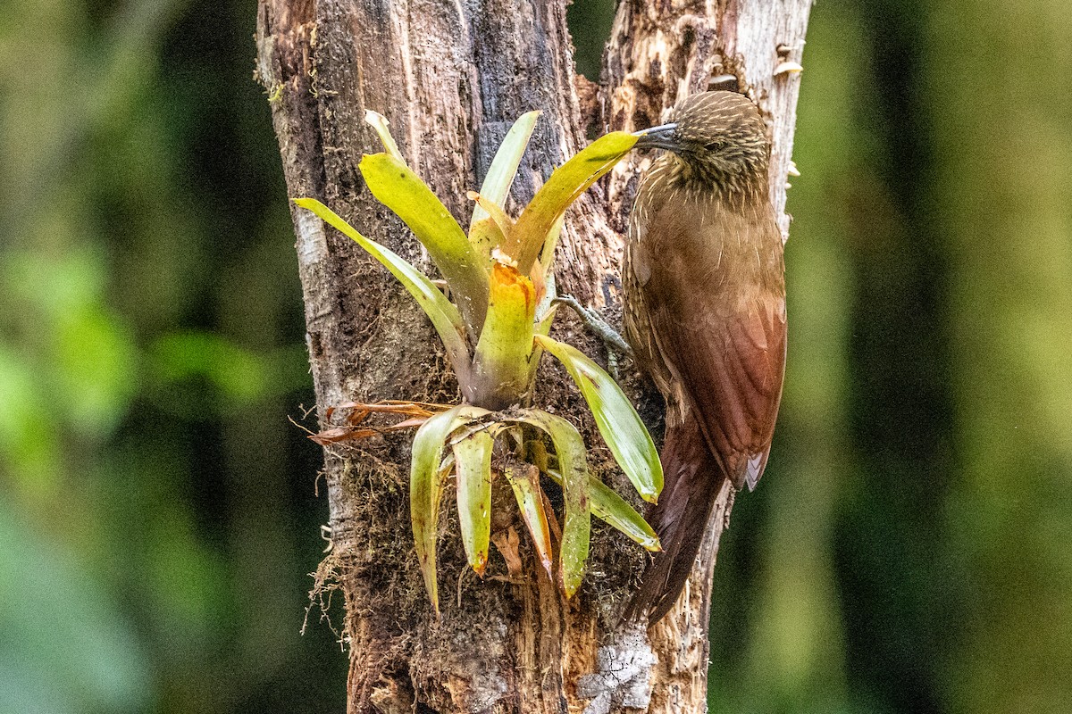 Strong-billed Woodcreeper - ML620005061