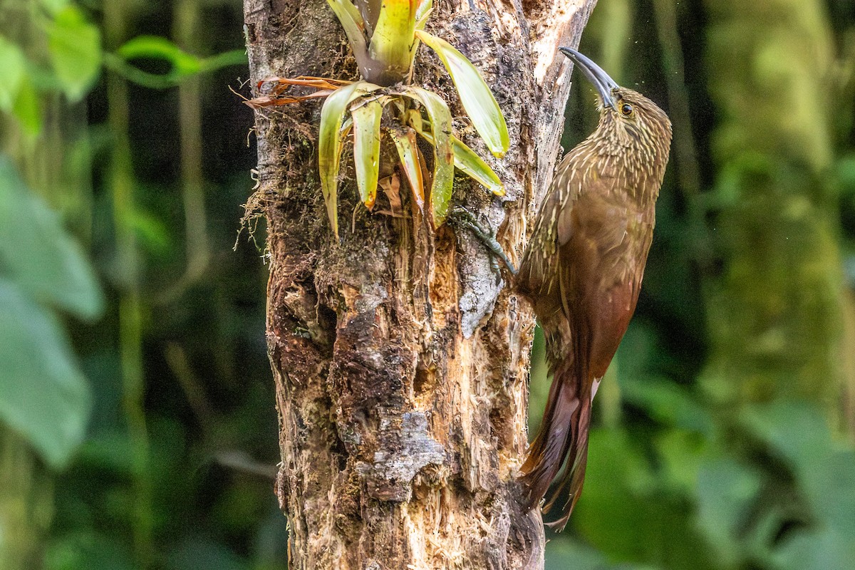 Strong-billed Woodcreeper - ML620005062