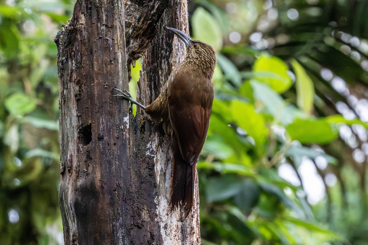 Strong-billed Woodcreeper - ML620005063