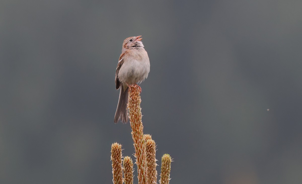 Field Sparrow - ML620005064