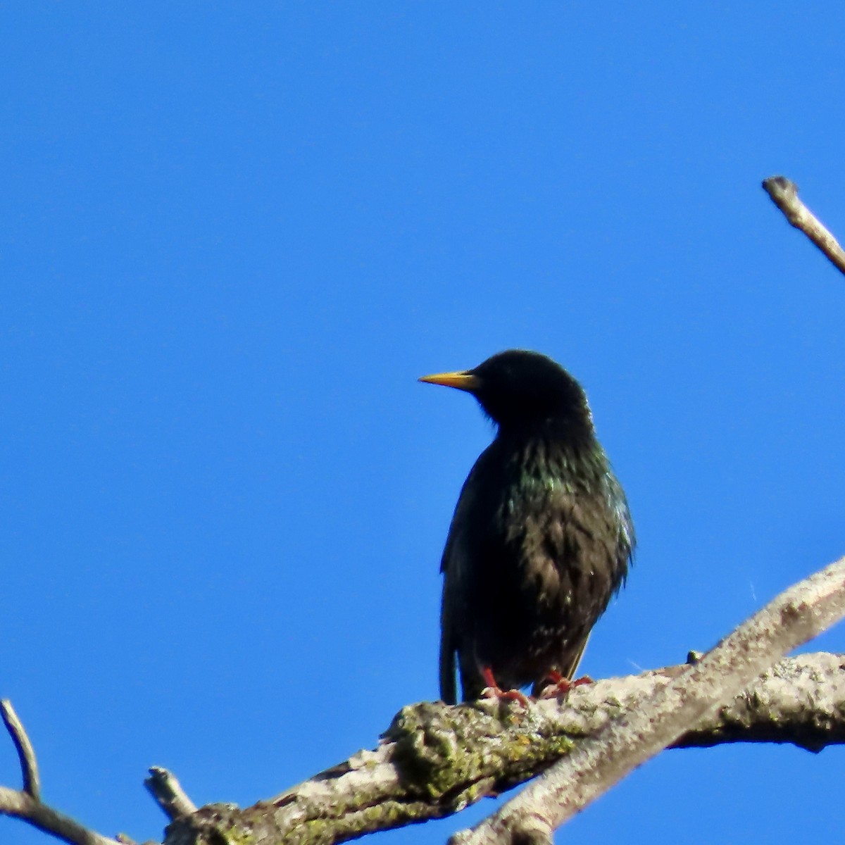 European Starling - ML620005066