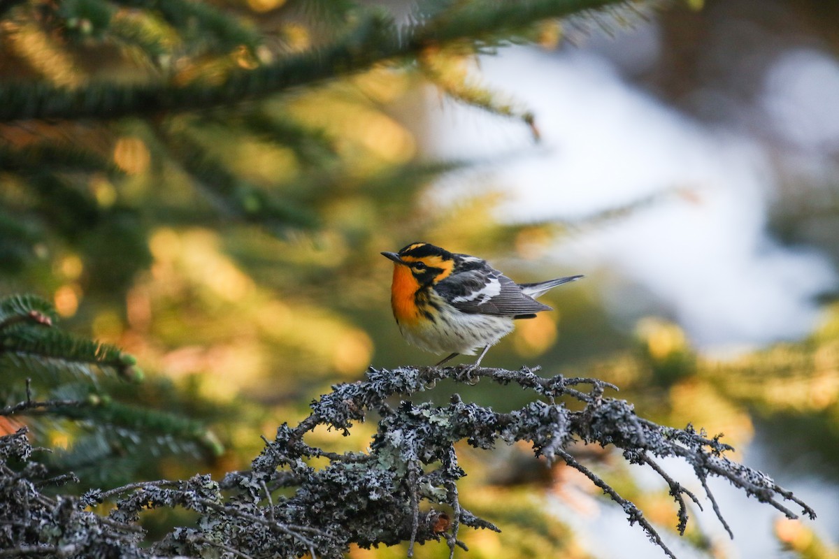 Blackburnian Warbler - ML620005073