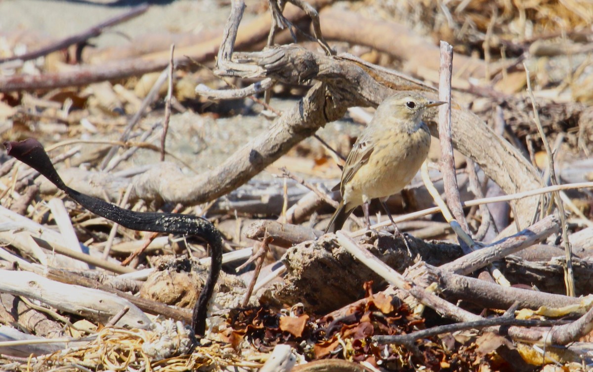 Pipit d'Amérique - ML620005080