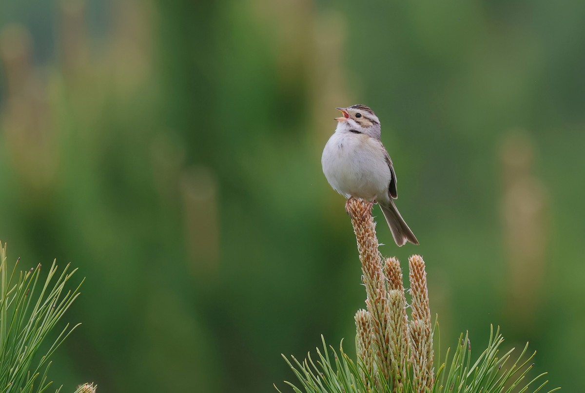 Clay-colored Sparrow - ML620005088