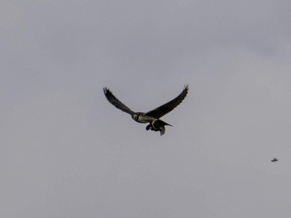 Peregrine Falcon - ML620005090