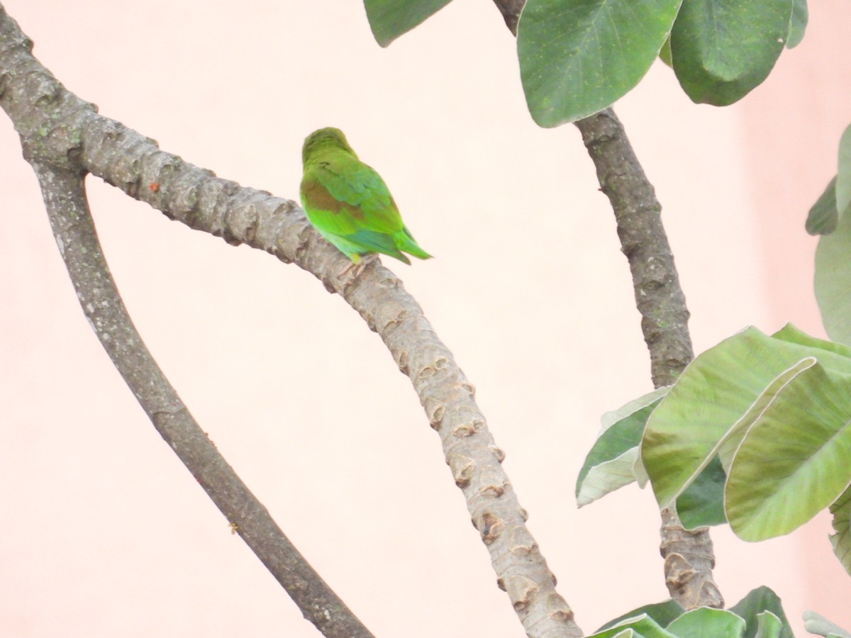 Orange-chinned Parakeet - ML620005091