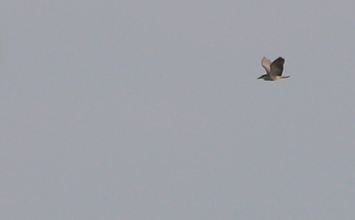 Black-crowned Night Heron - ML620005108