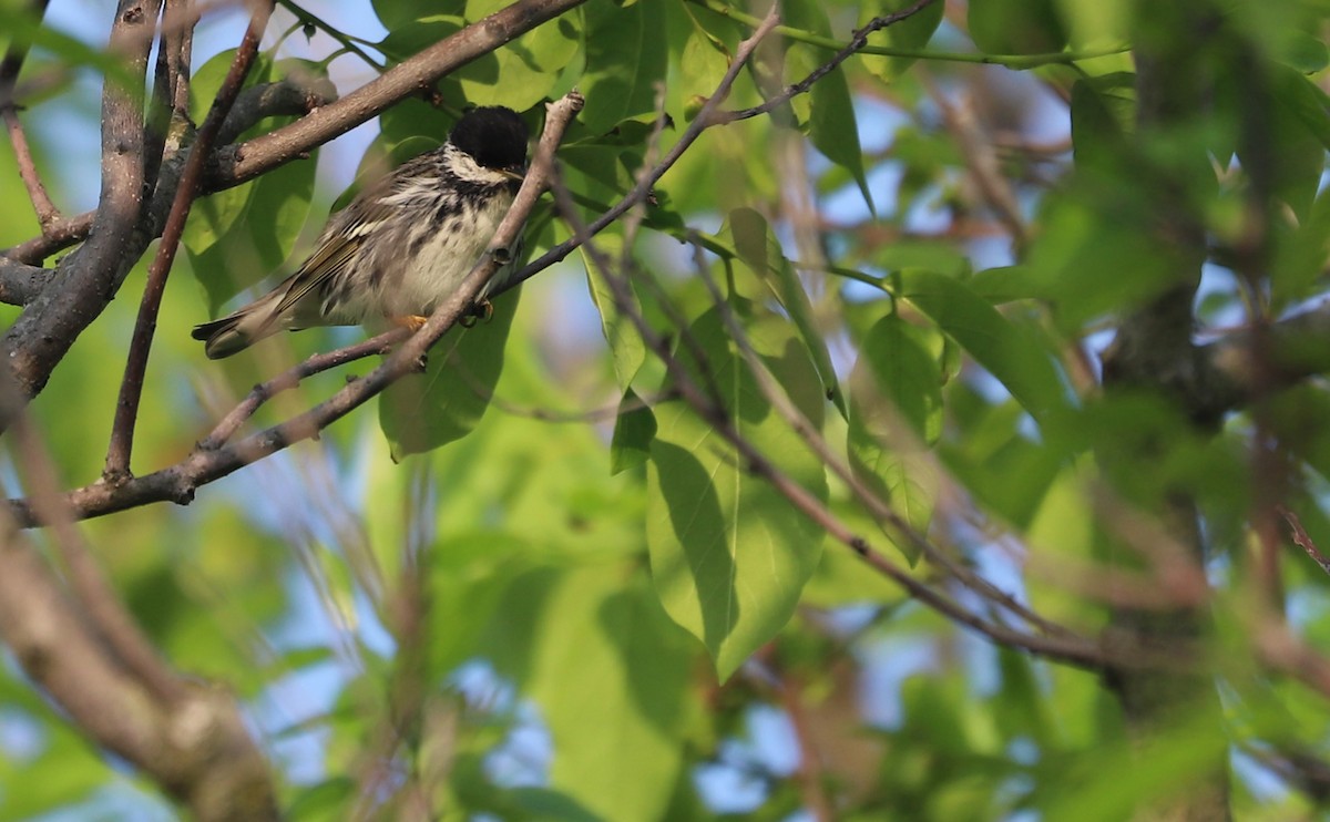 Blackpoll Warbler - Rob Bielawski