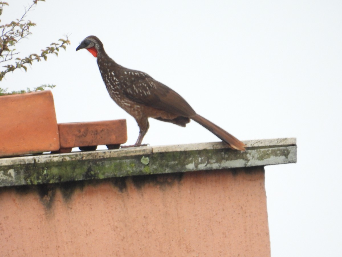 Band-tailed Guan - ML620005128