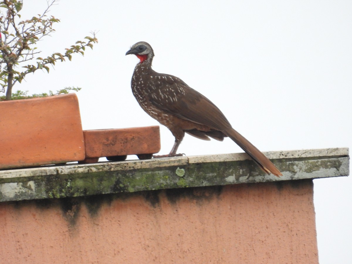 Band-tailed Guan - ML620005129