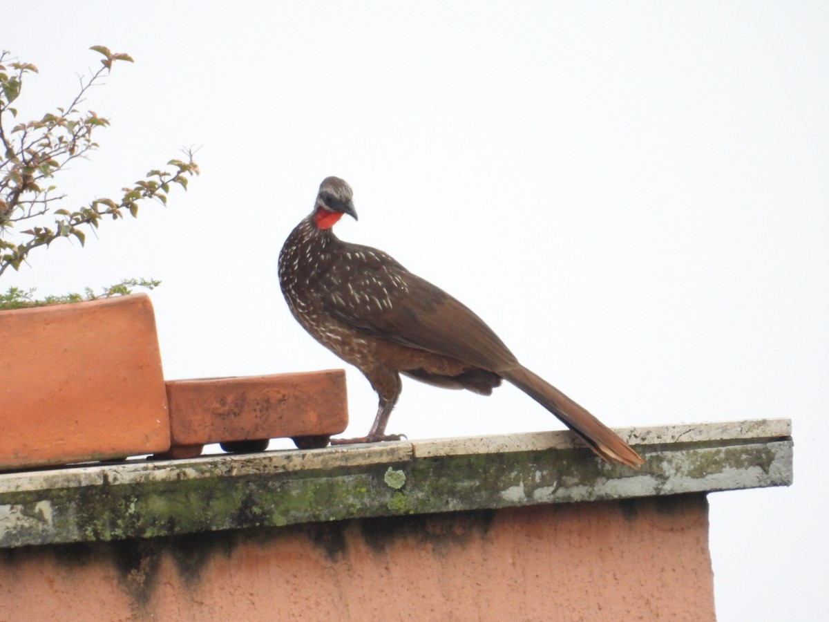 Band-tailed Guan - ML620005133