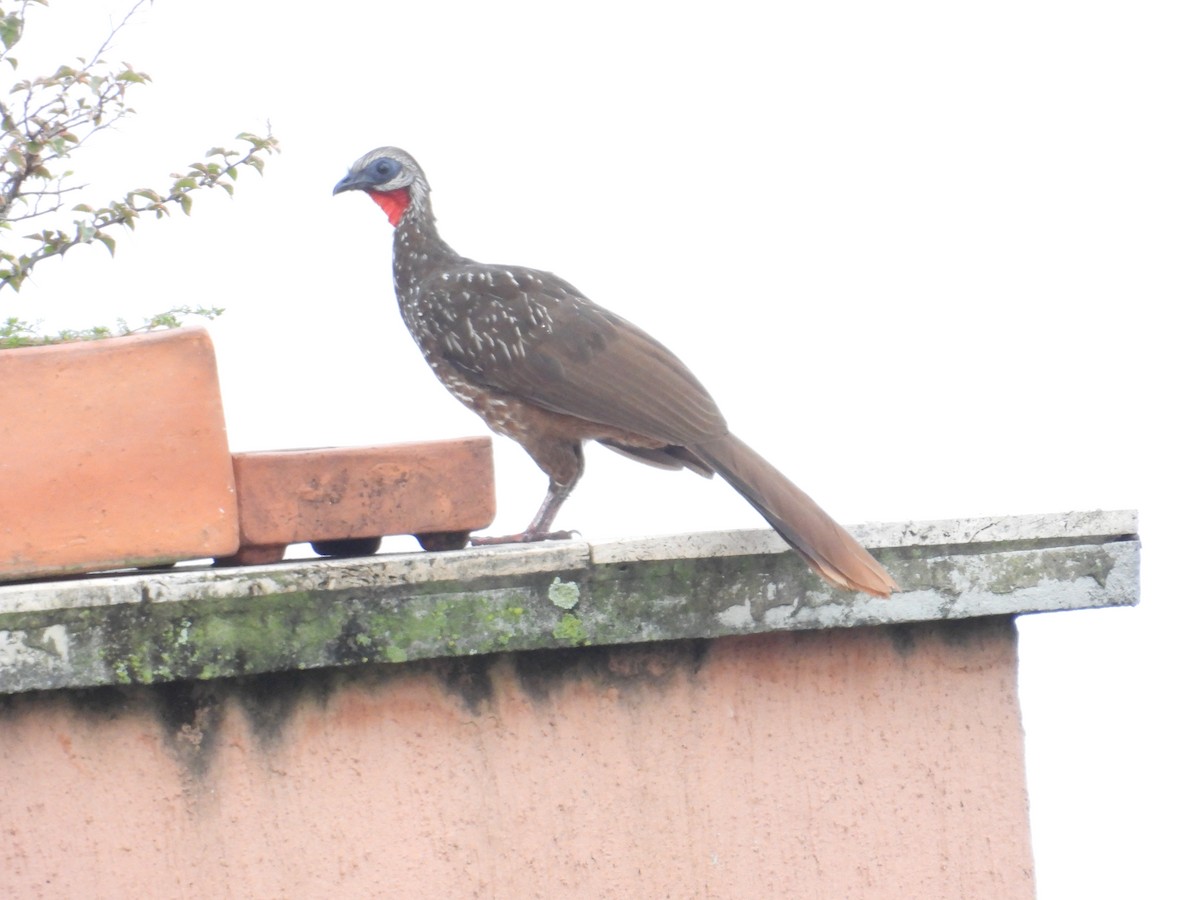 Band-tailed Guan - ML620005140