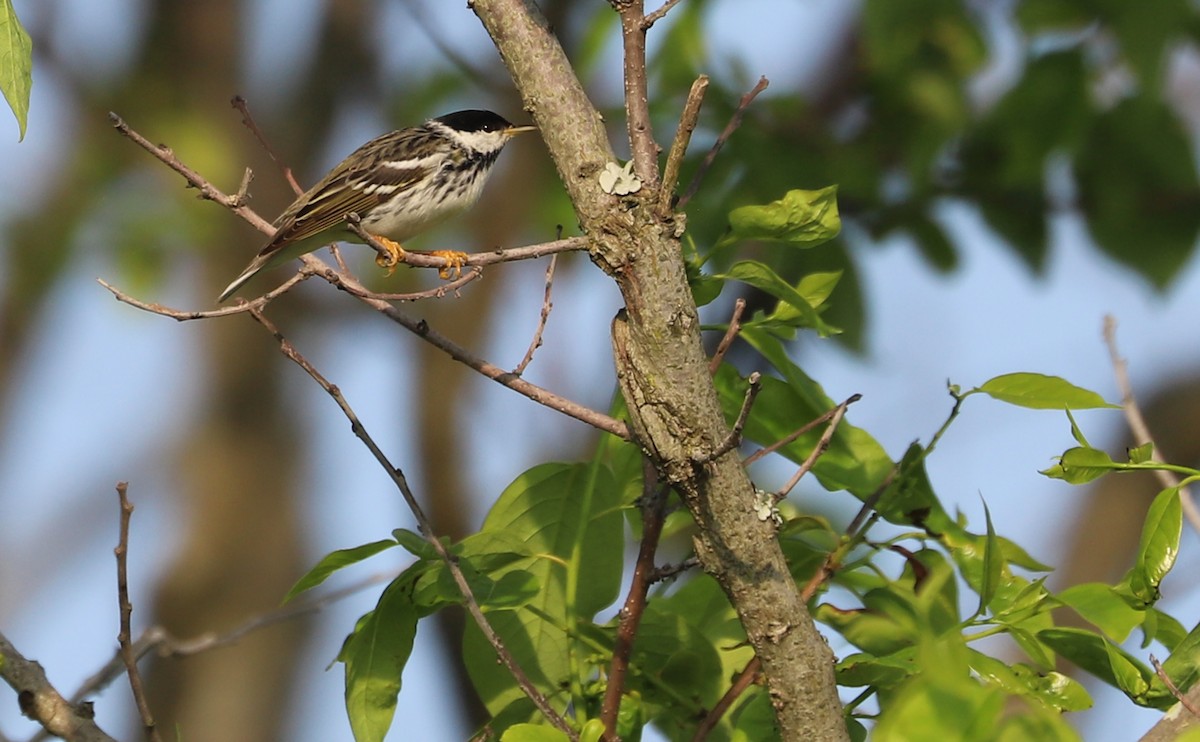 Blackpoll Warbler - ML620005143