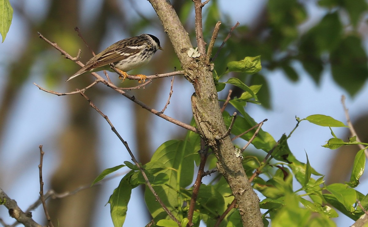 Blackpoll Warbler - ML620005146