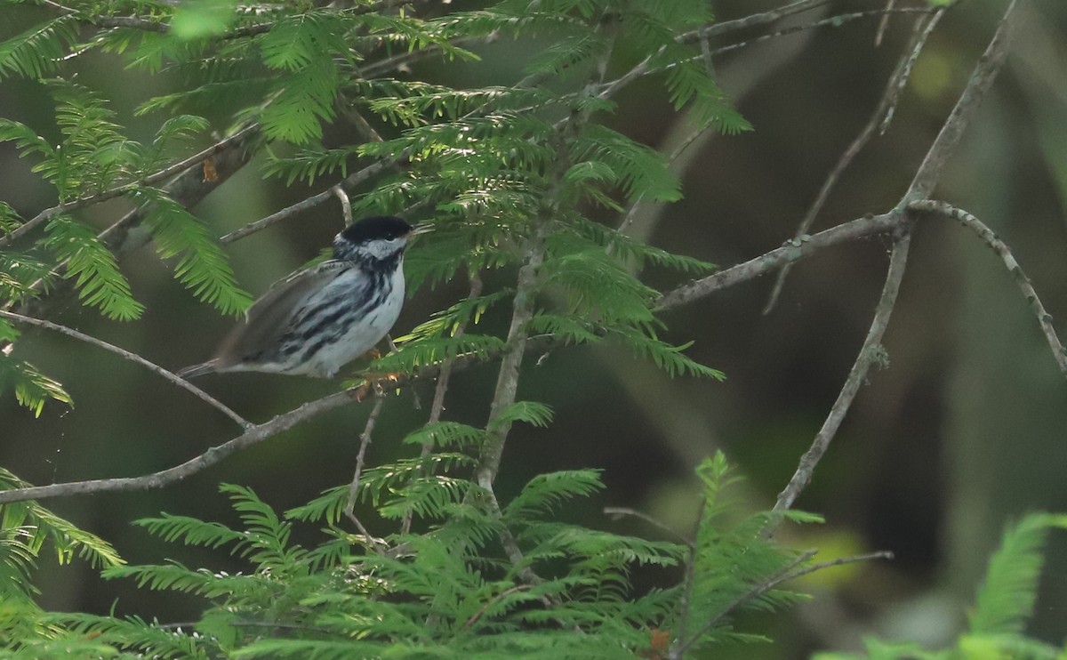 Blackpoll Warbler - ML620005147