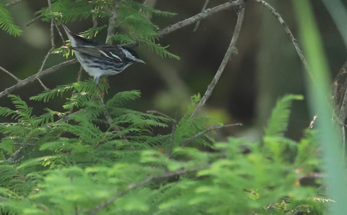 Blackpoll Warbler - ML620005150