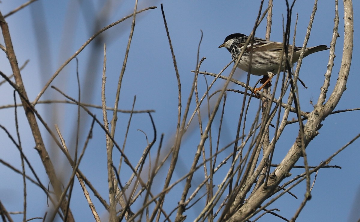 Streifenwaldsänger - ML620005156