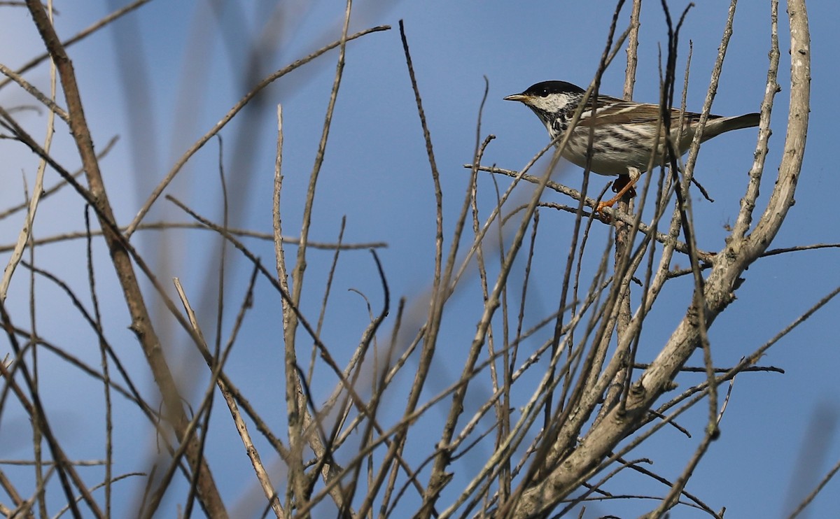 Streifenwaldsänger - ML620005158