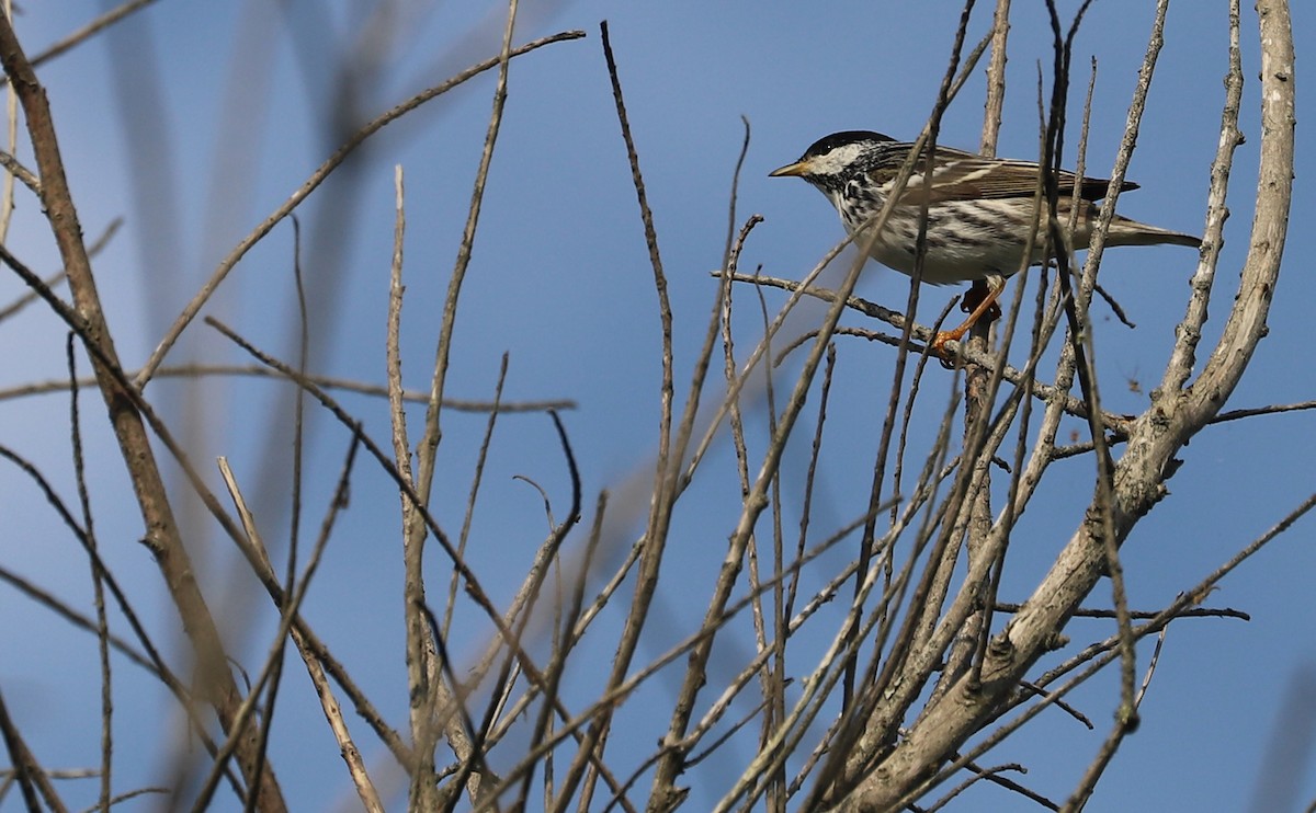 Blackpoll Warbler - ML620005159